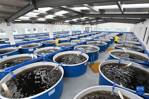 海南文昌 以特色產業為翼，譜寫高質量發展新篇章——聚焦畜牧漁業飼料銷售