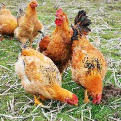 現(xiàn)代農(nóng)業(yè)產(chǎn)業(yè)鏈全景圖 從田間到餐桌的多元化發(fā)展